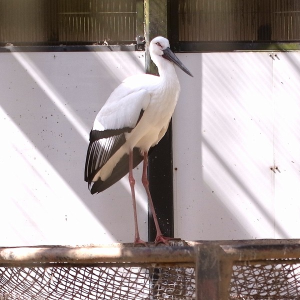 コウノトリ
