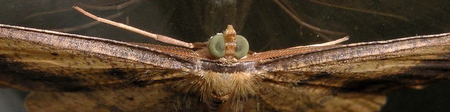 クロハグルマエダシャク シャクガ科エダシャク亜科