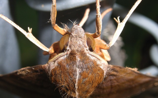 クルマスズメ スズメガ科ホウジャク亜科