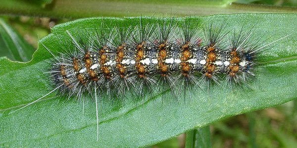 クワゴマダラヒトリ ヒトリガ科ヒトリガ亜科