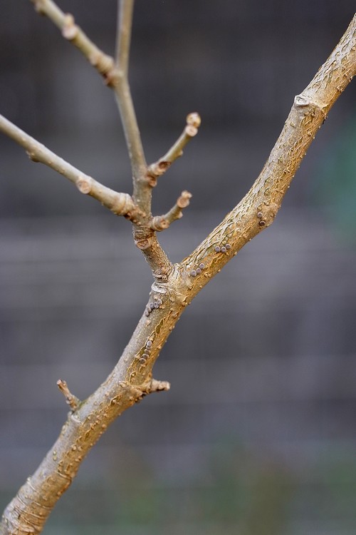 クワコ カイコガ科