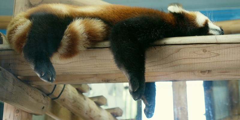 レッサーパンダ