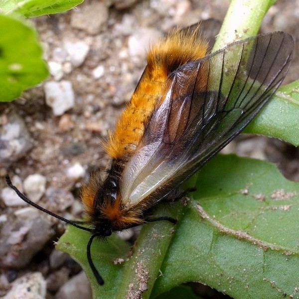 ミノウスバ マダラガ科マダラガ亜科
