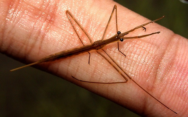 ミズカマキリ