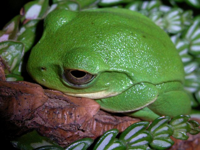 モリアオガエル
