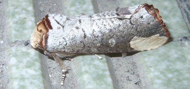 ムクツマキシャチホコ シャチホコガ科
