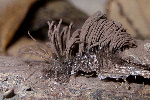 ムラサキホコリ