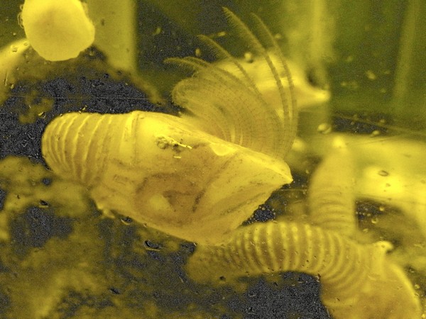 ミョウガガイ