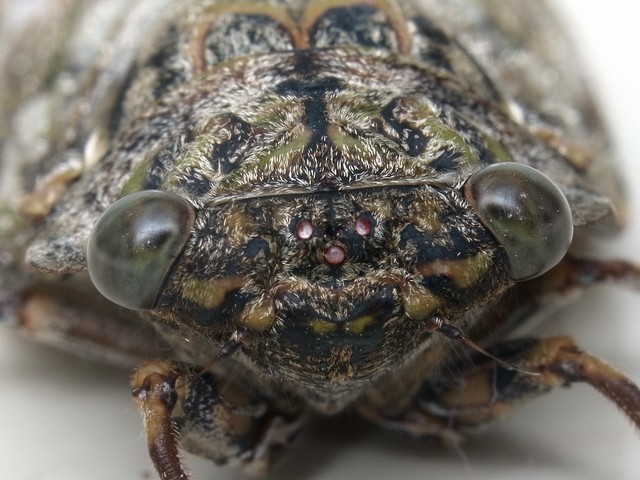 ニイニイゼミ