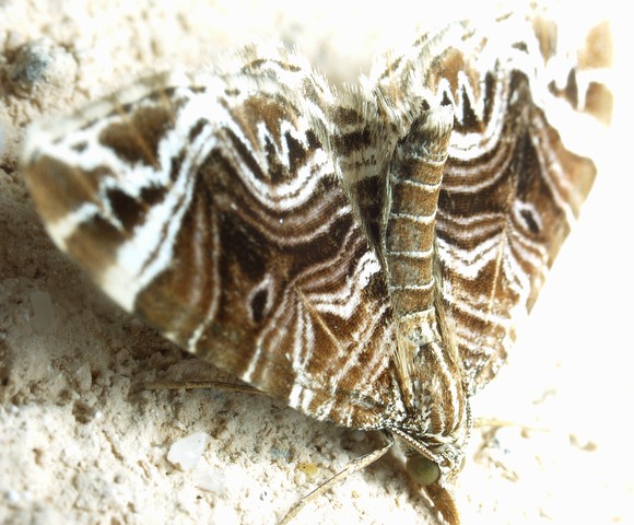 ノメイガの1種 ツトガ科ノメイガ亜科