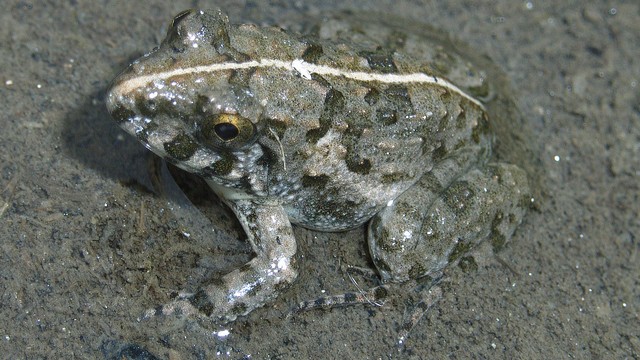 ヌマガエル