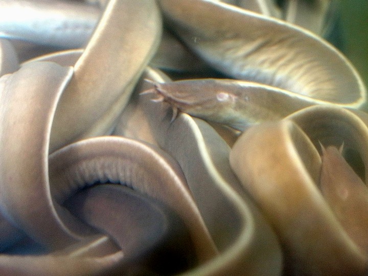 ヌタウナギ