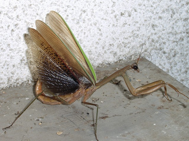 オオカマキリ