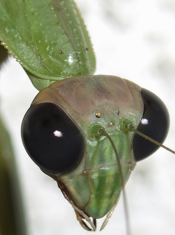 オオカマキリ