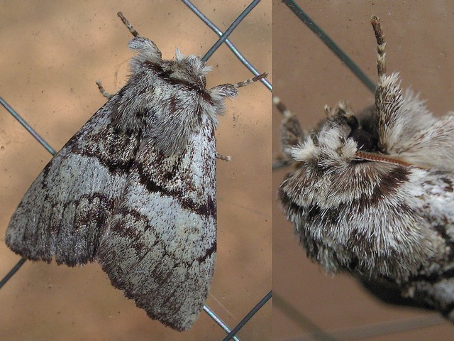 オオトビモンシャチホコ シャチホコガ科