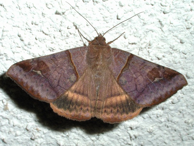 オオウンモンクチバ ヤガ科シタバガ亜科