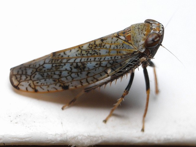 リンゴマダラヨコバイ