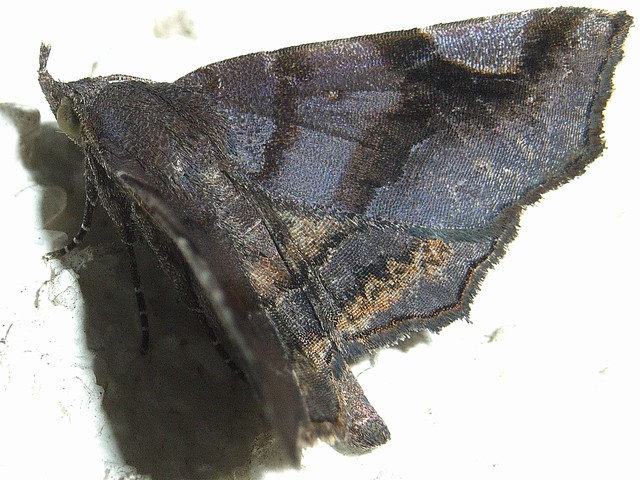 リンゴツマキリアツバ ヤガ科シタバガ亜科