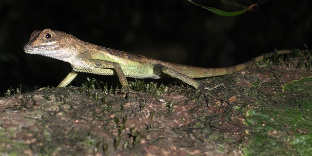 サキシマキノボリトカゲ