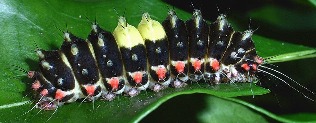 サツマニシキ マダラガ科ホタルガ亜科