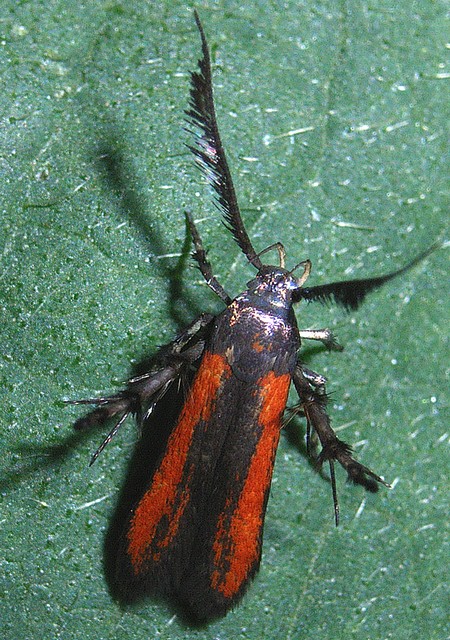 セグロベニトゲアシガ マルハキバガ科ニセマイコガ亜科