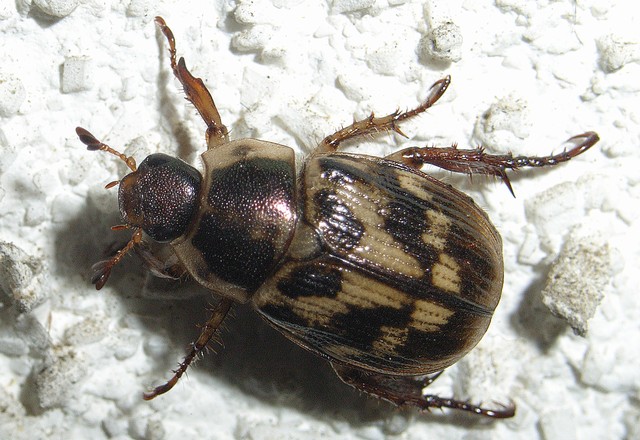 セマダラコガネ