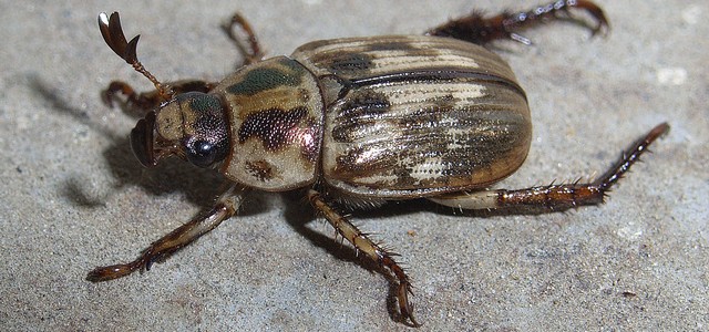 セマダラコガネ