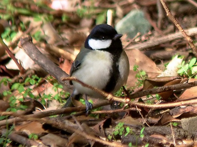 シジュウカラ