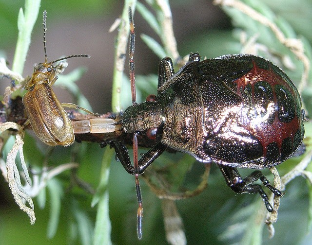 シロヘリクチブトカメムシ5齢幼虫