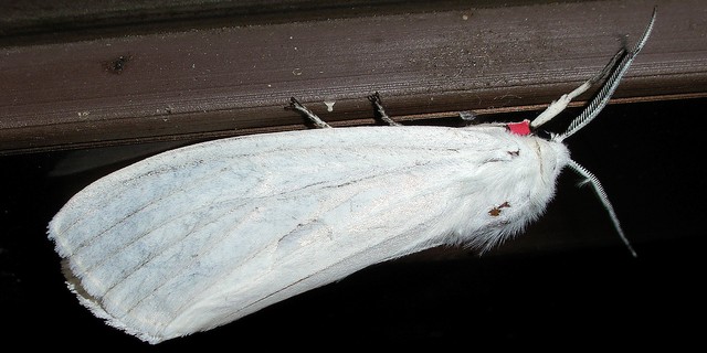 シロヒトリ ヒトリガ科ヒトリガ亜科