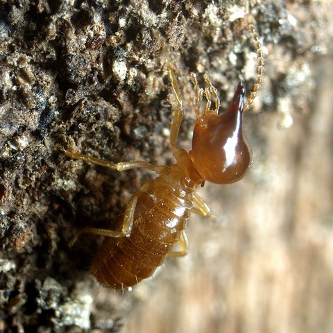タカサゴシロアリ