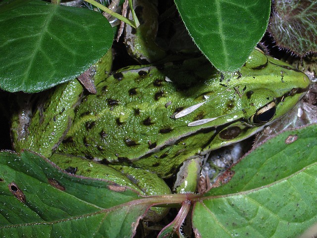 トノサマガエル