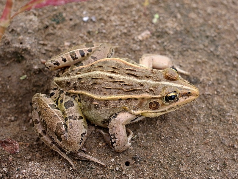 トノサマガエル
