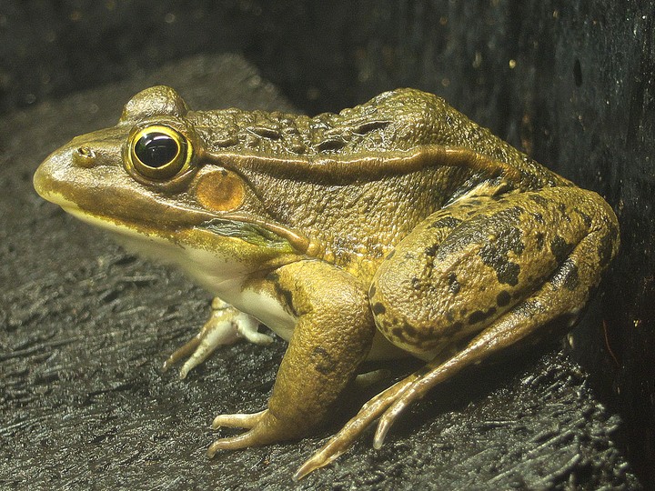 トノサマガエル