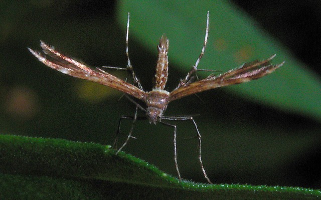 トキンソウトリバ? トリバガ科カマトリバガ亜科