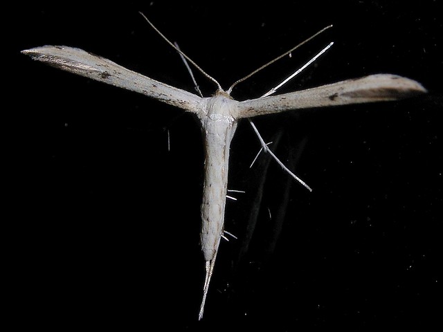 トリバガ科カマトリバガ亜科