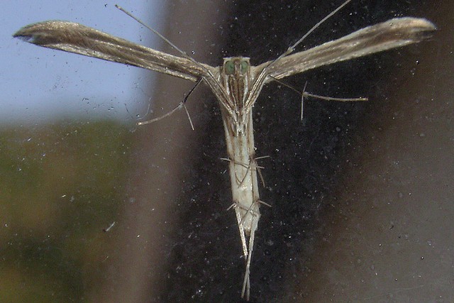 トリバガ科カマトリバガ亜科