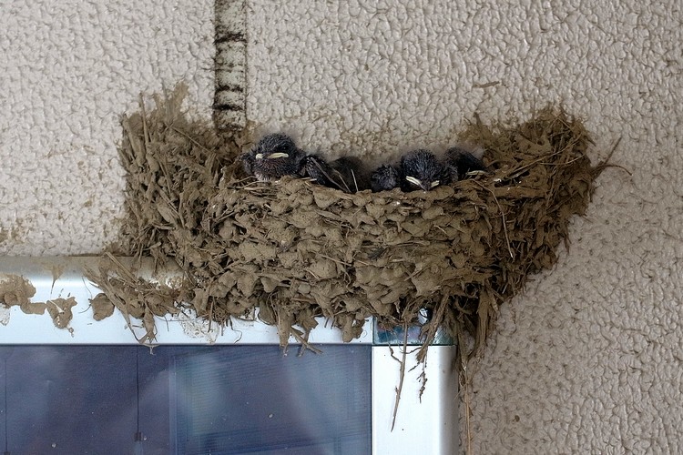 ツバメ