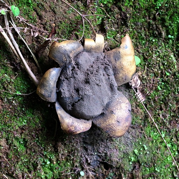 ツチグリカタカワタケ ニセショウロ科 501