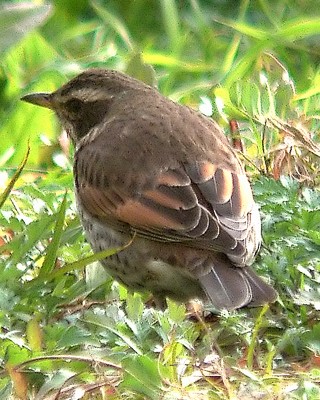 ツグミ