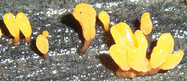 ツノマタタケ アカキクラゲ科 538
