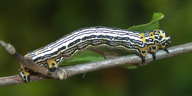 ウメエダシャク