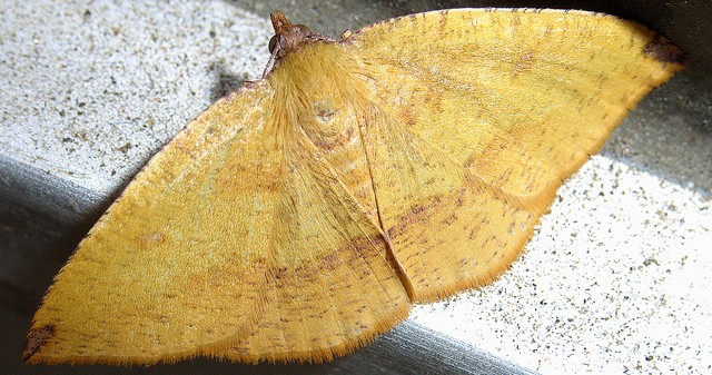 ウラベニエダシャク シャクガ科エダシャク亜科