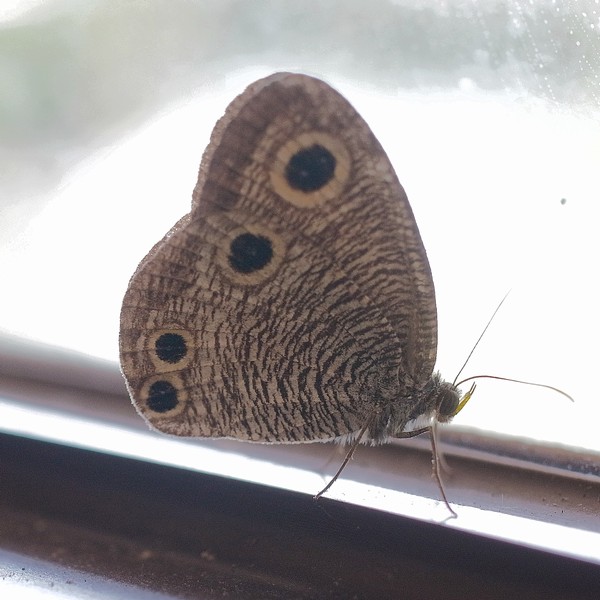 ウラナミジャノメ