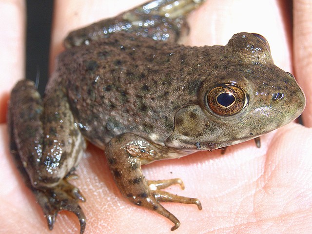 ウシガエル