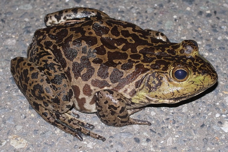 ウシガエル