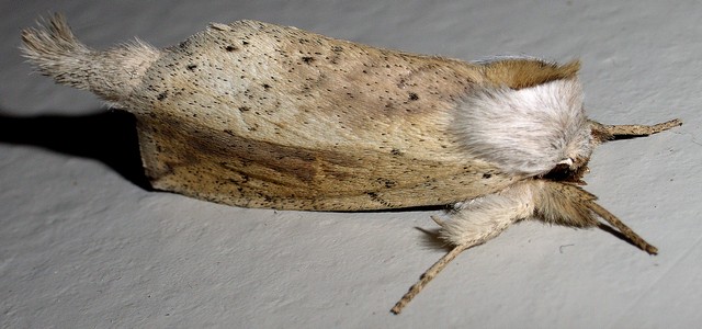 ウスキシャチホコ シャチホコガ科