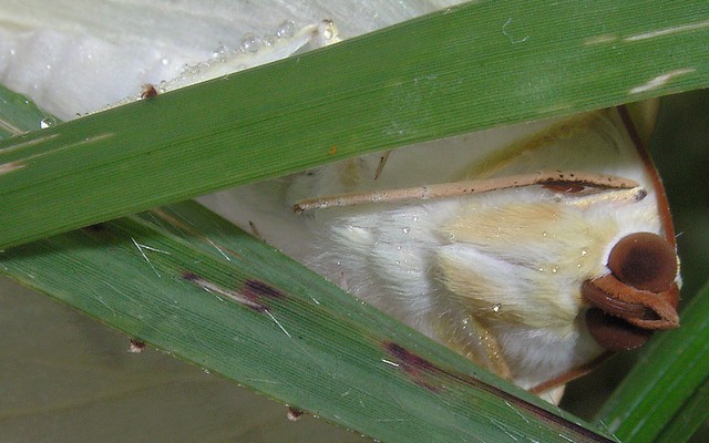 ウスキツバメエダシャク シャクガ科エダシャク亜科