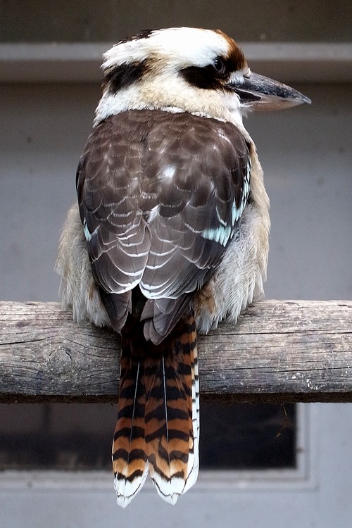 ワライカワセミ