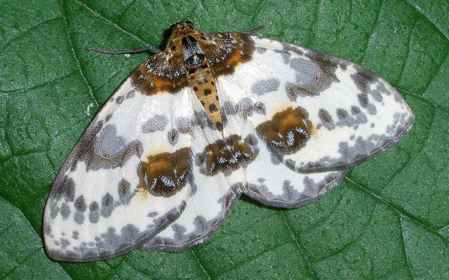 ユウマダラエダシャク シャクガ科エダシャク亜科